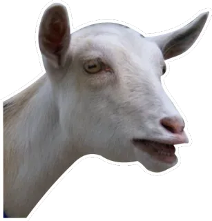 😧 animal, goat, white, farm, mammal telegram sticker