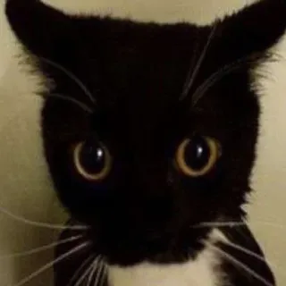 🐾 Katze, schwarze Katze, Tier, Haustier, süß, Hauskatze telegram sticker