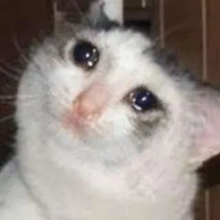 😢 kucing, menangis, sedih, meme, emosional, hewan peliharaan, binatang telegram sticker