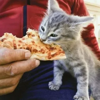 🌟 cat, kitten, pizza, food, cute, animal, pet telegram sticker