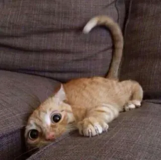 😶 Katze, Tier, Haustier, Kätzchen, süß, orange, Hauskatze telegram sticker