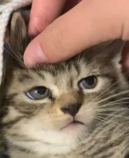 😒 gattino, gatto, animale domestico, animale, carino, domestico telegram sticker