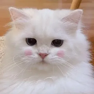 🐾 고양이, 하얀색, 귀여운, 애완 동물, 동물 telegram sticker