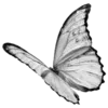 🦋