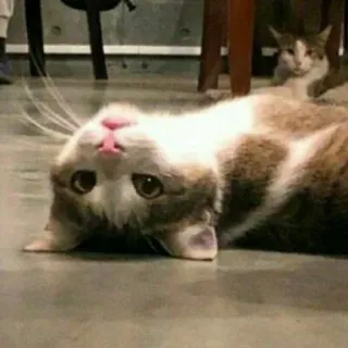 🐈 고양이, 동물, 귀여운, 애완동물, 새끼 고양이, 고양이과 telegram sticker