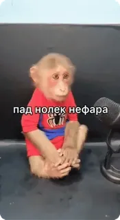 🌟 пад нолек нефара khỉ, động vật, micro, ngồi, nga telegram sticker