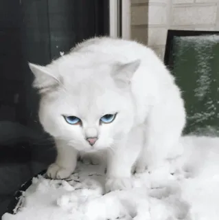🌝 gato, animal, animal de estimação, neve, gato branco, olhos azuis, fofo, inverno whatsapp sticker
