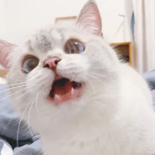 🐈 猫, 白い猫, 可愛い, 動物, ペット, びっくり whatsapp sticker