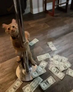 💸 kot, kotek, pieniądze, rura, striptizerka, taniec whatsapp sticker