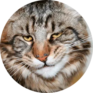 😼 cat, animal, pet, feline, domestic cat, mammal telegram sticker