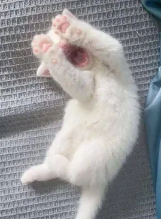💌 kot, biały kot, kociak, zwierzę, słodki, zwierzę domowe telegram sticker