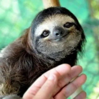 🙂 bradipo, animale, carino, lento, mammifero, natura, fauna selvatica telegram sticker