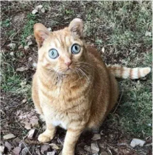 😵‍💫 cat, orange cat, animal, pet, domestic cat, mammal, feline telegram sticker