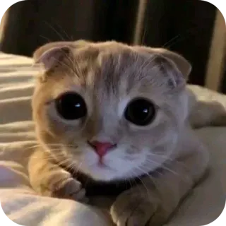 😟 kucing, anak kucing, imut, hewan peliharaan, binatang, mata telegram sticker