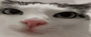 👀 cat whatsapp sticker
