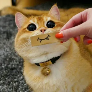 🐈 고양이, 동물, 애완동물, 스티커, 귀여운, 웃긴 telegram sticker
