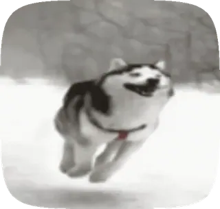 🤭 perro, husky, nieve, invierno, animal telegram sticker