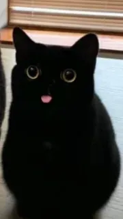 👅 kot, czarny kot, zwierzę, zwierzak, słodki, śmieszny, język, mem telegram sticker