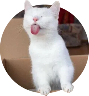 😋 kat, witte kat, tong, dier, huisdier, schattig telegram sticker