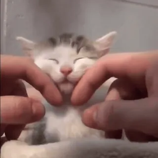 😂 kitten, cat, pet, animal, cute, hands, playing, face whatsapp sticker