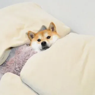 🙃 Shiba Inu, Hund, Bett, verschlafen, süß, Haustier, Tier telegram sticker