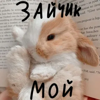 🐰 ЗАЙЧИК 
МОЙ lapin, mignon, animal, lapinou whatsapp sticker