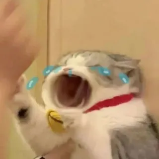 😭 Katze, weinend, traurig, Tier, Meme, Tränen, emotional telegram sticker