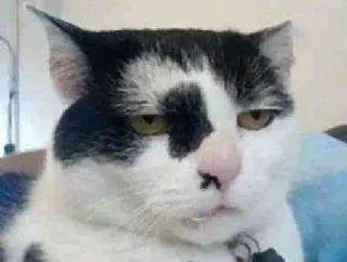 😾 gatto, animale domestico, animale, gatto domestico, felino, carino, divertente whatsapp sticker