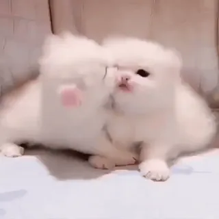😡 Kätzchen, Katze, süß, weiß, flauschig, Haustiere, Tiere telegram sticker