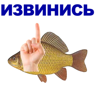 🐠 poisson, doigt, geste, humour whatsapp sticker