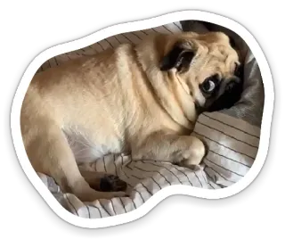 🤕 pug, dog, pet, animal, cute, domestic, canine telegram sticker
