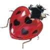 🐞