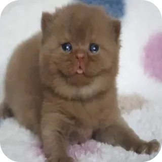 🐱 Kätzchen, Katze, Tier, Haustier, süß, braun, Jungtier telegram sticker