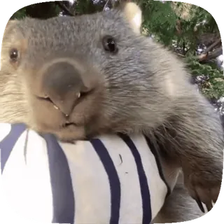 🙂 wombat, animal, cute, wildlife, australia whatsapp sticker