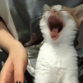 🌟 cat, yawn, animal, kitten, cute, pet, domestic animal telegram sticker