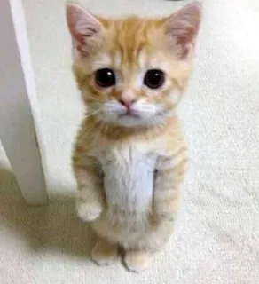😭 Katze, Kätzchen, süß, Tier, Haustier, Hauskatze telegram sticker