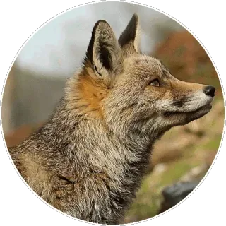 🦊 fuchs, tier, wildtier, natur, porträt telegram sticker