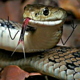 😜 Schlange, Tier, Reptil, Lustig, Arme whatsapp sticker
