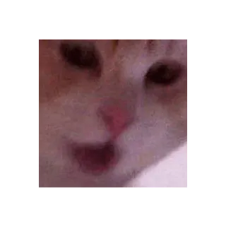 😮 kot, zwierzę, zwierzak, kociak, słodki, mem telegram sticker