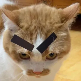 😠 kat, boos, sticker, wenkbrauwen, grappig, huisdier, dier telegram sticker