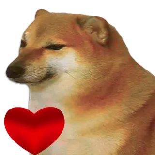 🐶 Doge doge, หมา, มีม, หัวใจ, รัก whatsapp sticker