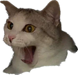 🥵 chat, animal, mème, cri, bouche ouverte, drôle, autocollant whatsapp sticker