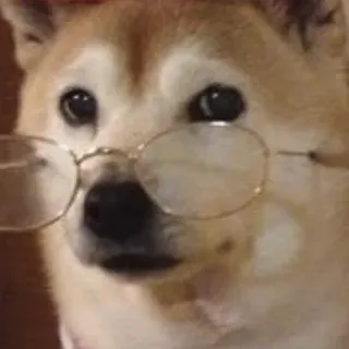 🐕 Hund, Tier, Meme, Shiba Inu, Brille telegram sticker