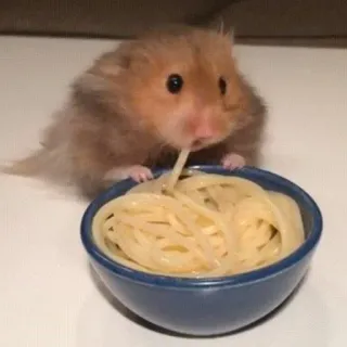 😳 chomik, makaron, spaghetti, jedzenie, słodki, zwierzę, gryzoń telegram sticker