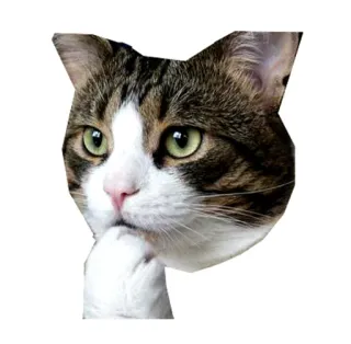🤔 แมว, กำลังคิด, ครุ่นคิด, สัตว์, สัตว์เลี้ยง, แมว telegram sticker