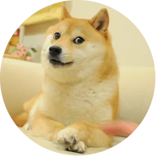 😧 Doge doge, 犬, ミーム, 動物, ペット, ネットミーム, 面白い telegram sticker