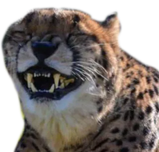 ♨️ cheetah, animal, mammal, wildlife, cat whatsapp sticker