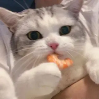 🤔 gato, camarón, lindo, animal, mascota, gato doméstico whatsapp sticker