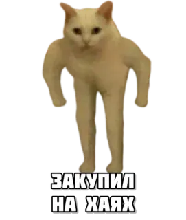🥹 Buff Cat ЗАКУПИЛ НА ХАЯХ whatsapp sticker