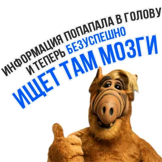 😄 Alf ALF ИНФОРМАЦИЯ ПОПАЛА В ГОЛОВУ И ТЕПЕРЬ БЕЗУСПЕШНО ИЩЕТ ТАМ МОЗГИ Alien, Desenho animado, Série TV, Humor, Russo, Texto, Engraçado telegram sticker